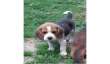 szczeniaki beagle na znalezieniu mu nowego domu