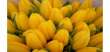 Kupie żółte tulipany