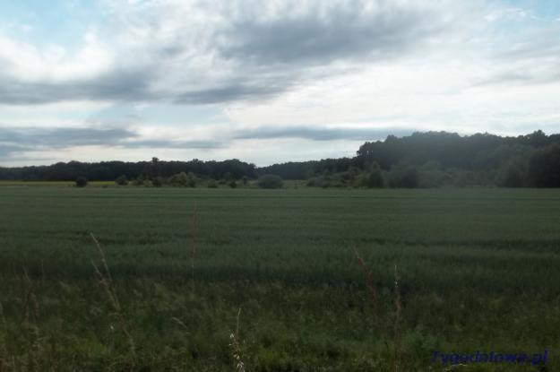 Działka budowlana 30 arów po 20 zł m.k.