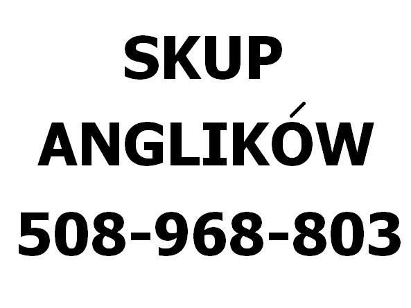 SKUP Anglików Warszawa 508-968-803