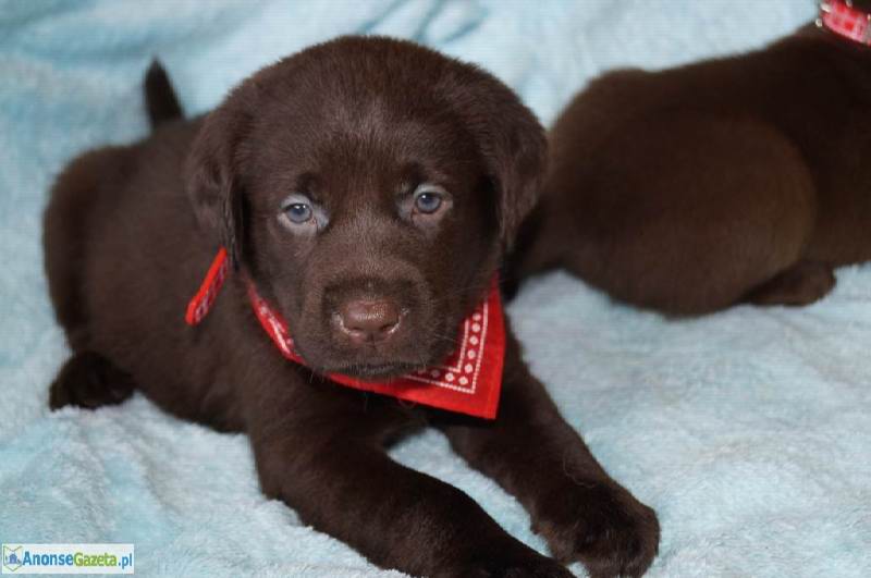 : LABRADOR LABRADORY CZEKOLADOWE SZCZENIĘTA Z RODOWODEM RODZICE!