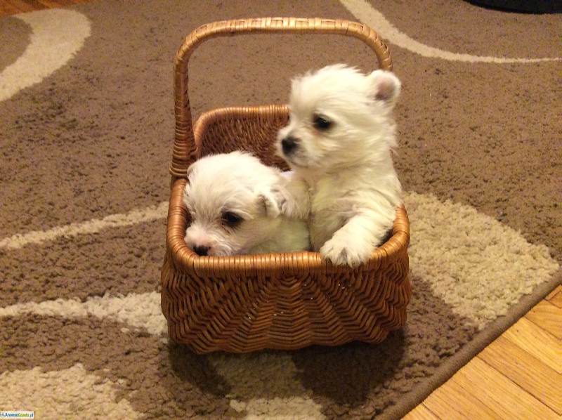 west highland white terrier