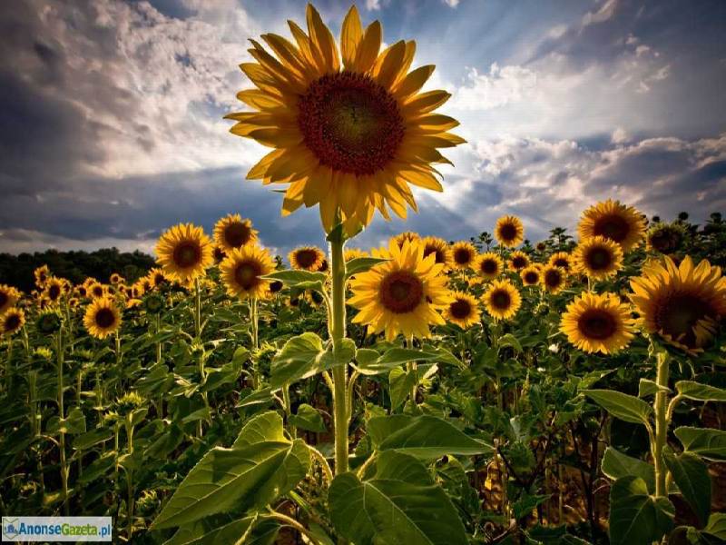 Gabinet Biorezonansu i poprawy zdrowia NaturaMed Rzeszów