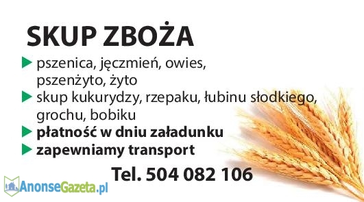 Skup zboża - kupię zboża pszenica, pszenżyto, owies, jęczmie