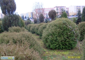 tuja (Thuja) kulista 'Woodwardii' o śr. 1,2 m (wykopywane z gruntu)