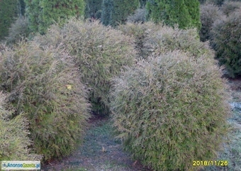 tuja (Thuja) kulista 'Woodwardii' o śr. 1,2 m (wykopywane z gruntu)