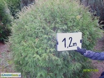 tuja (Thuja) kulista 'Woodwardii' o śr. 1,2 m (wykopywane z gruntu)