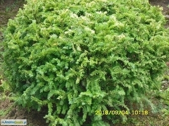 Sprzedam cis pospolity (Taxus baccata) 'Elegantissima' o śr. 1 - 1,5 m (wykopywane z gruntu)