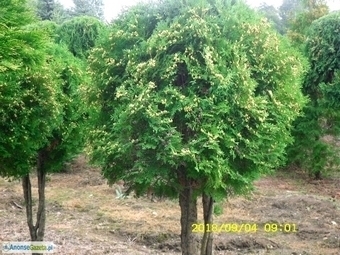 tuja (Thuja) kulista na pniu (wys. 1,5 - 2 m, śr. 1 - 1,5 m)