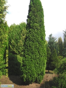 tuja (Thuja) 'Smaragd' wys. 4 - 5 m (wykopywane z gruntu)