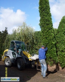 tuja (Thuja) 'Smaragd' wys. 4 - 5 m (wykopywane z gruntu)