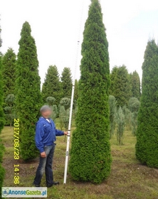 tuja (Thuja) 'Smaragd' wys. 4 - 5 m (wykopywane z gruntu)