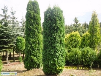 tuja (Thuja) 'Columna' o wys. 3 - 3,2 m (wykopywane z gruntu)