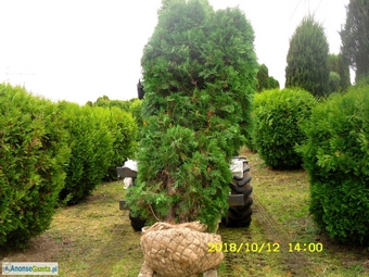 tuja (Thuja) 'Columna' o wys. 3 - 3,2 m (wykopywane z gruntu)