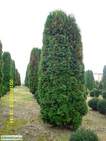 tuja (Thuja) 'Columna' o wys. 3 - 3,2 m (wykopywane z gruntu)