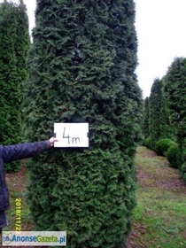 tuja (Thuja) 'Columna' wys. 4 - 4,2 m