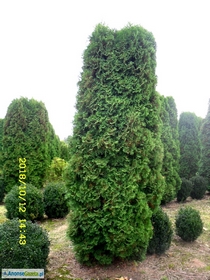 tuja (Thuja) 'Columna' wys. 4 - 4,2 m