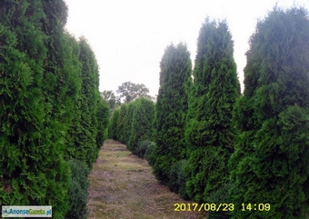 tuja (Thuja) 'Columna' wys. 4 - 4,2 m