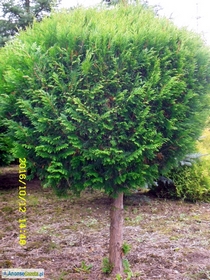 tuja (Thuja) 'Kórnik III' wys. 1,5 - 2 m