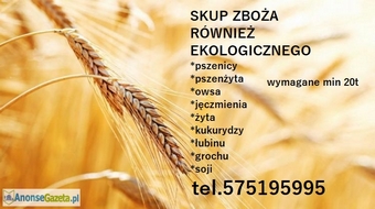 Skup zboża, kukurydzy, grochu, łubinu, 