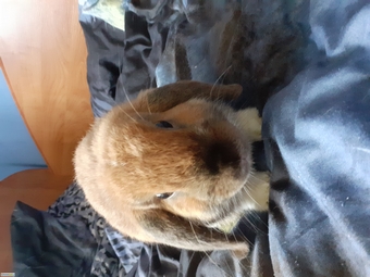 Królik miniaturka mini lop 