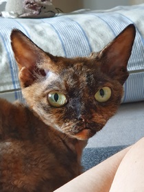 Sprzedam kicie devon rex