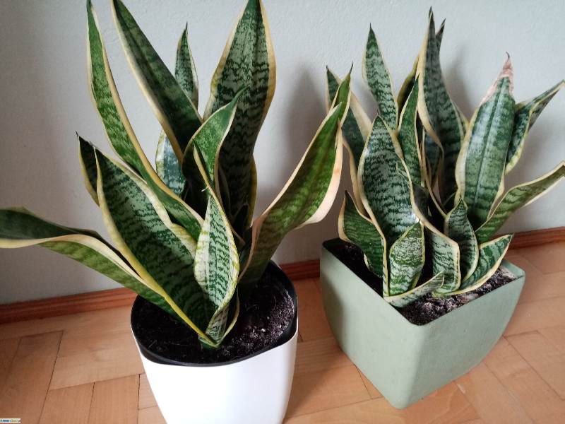 Sansevieria, zdrowe sadzonki