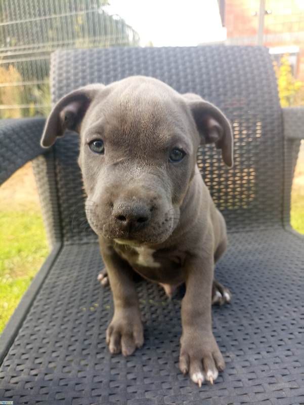 American Staffordshire Terrier (Amstaff)