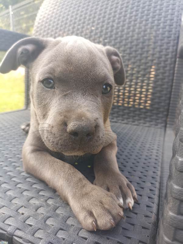 American Staffordshire Terrier (Amstaff)