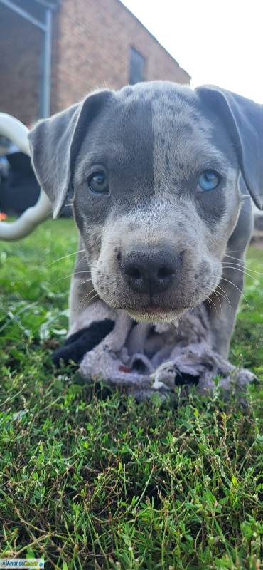 American Staffordshire Terrier (Amstaff)