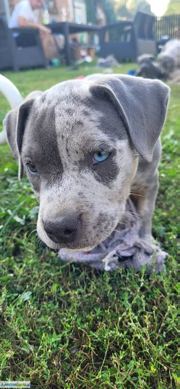 American Staffordshire Terrier (Amstaff)