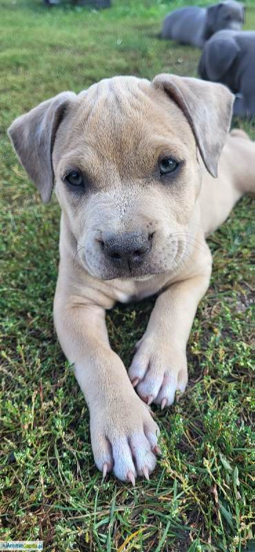 American Staffordshire Terrier (Amstaff)