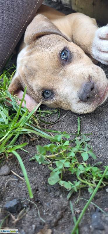 American Staffordshire Terrier (Amstaff)