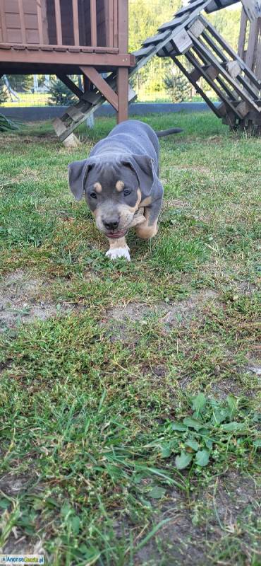 American Staffordshire Terrier (Amstaff)