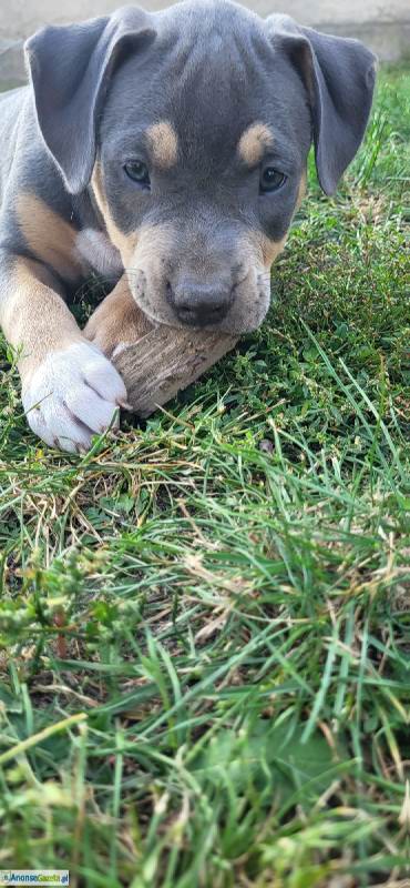 American Staffordshire Terrier (Amstaff)