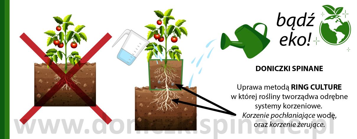 Ekologiczna uprawa Warzyw – Doniczki Spinane 