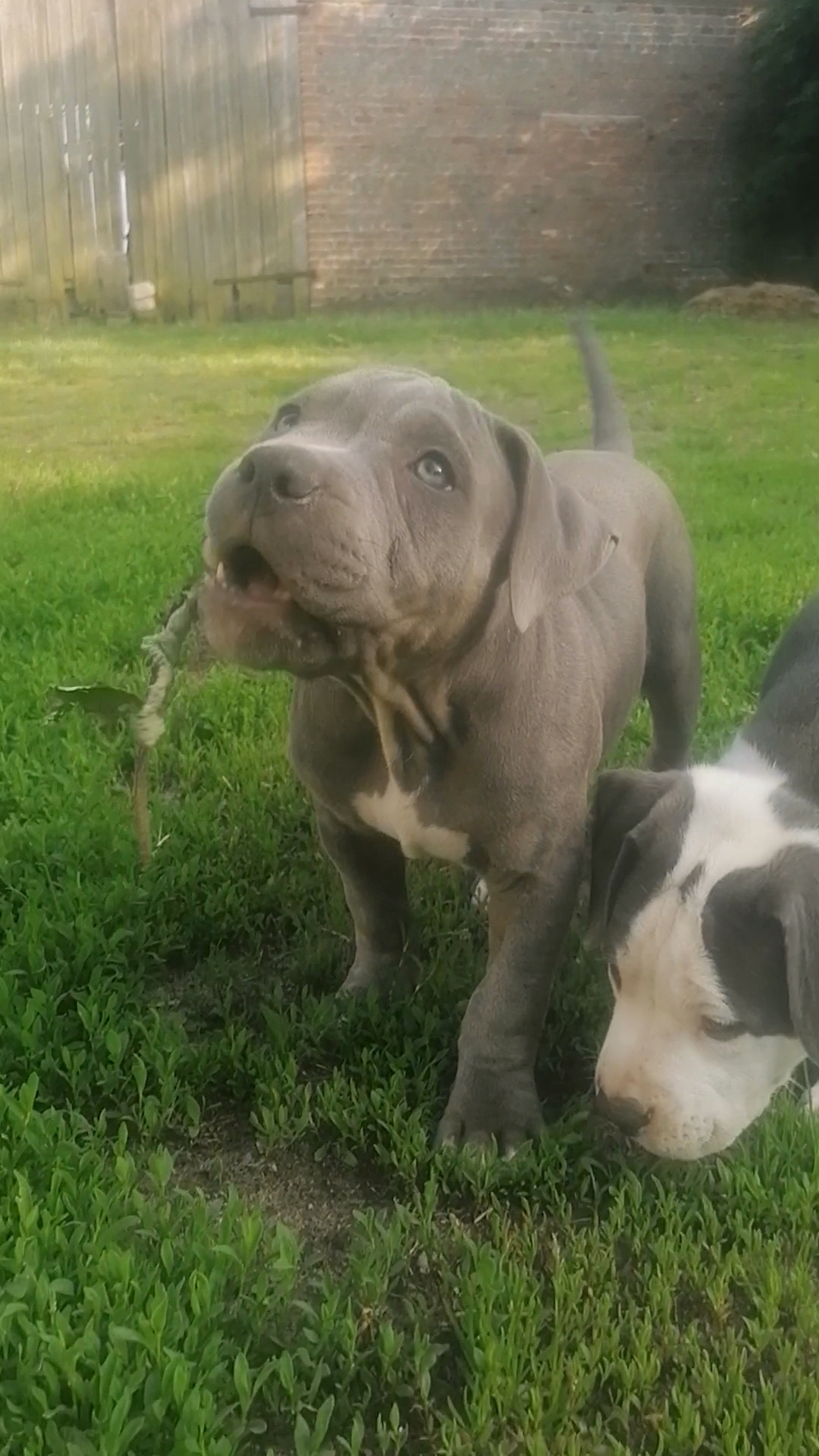 Amstaff