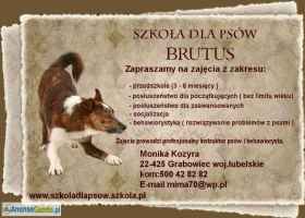 szkolenie psów
