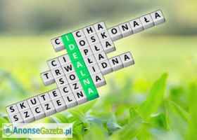 Oryginalny  firmy Demilec
