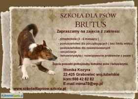 szkolenie psów