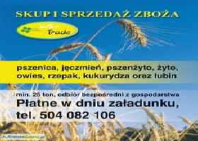 kupię zboże pszenica pszenżyto owies jęczmień zyto bobik kukurydza 
