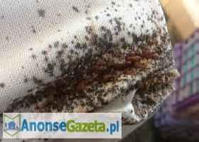DDD Robak - Pluskwa Domowa