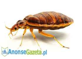 DDD Robak - Pluskwa Domowa