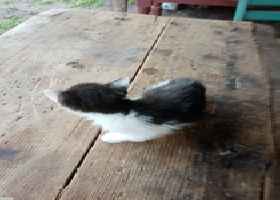 Koty