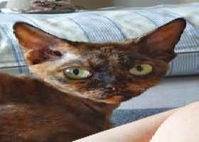 Sprzedam kicie devon rex