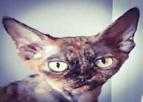 Sprzedam kicie devon rex
