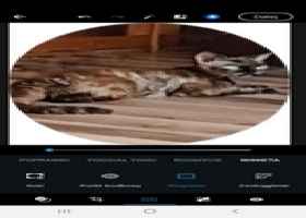 Sprzedam kicie devon rex