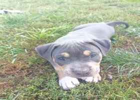 American Staffordshire Terrier (Amstaff)