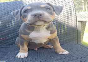American Staffordshire Terrier (Amstaff)