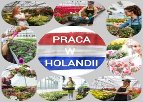 PRACA W HOLANDII - Order Picker na chłodnej hali z kwiatami